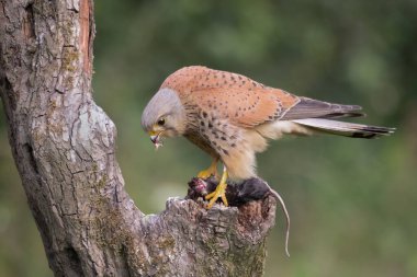 Perched on a tree trunk is a male kestrel, Falco tinnunculus. He is feeding on a small rodent and has some still in his beak. A natural blurry background has space for text clipart