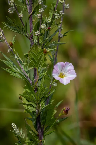 stock image A close up of a single flower in bloom. The field bindweed is taken against a natural blurry background with space for text