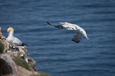 Uçurumun tepesine inerken yakalanan bir kuzey sümsüğü. İki sümsük kuşu kayalıklarda..