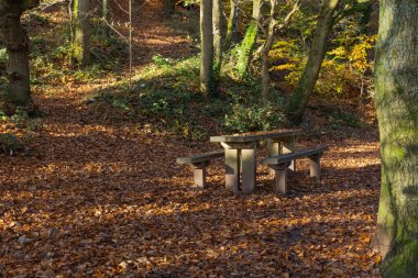Ormanın veya ormanın bir bölgesindeki piknik tezgahının görüntüsü. Sonbaharda çekilen zemin, sonbahar ışıltısı saçan kahverengi yapraklarla dağılmış.