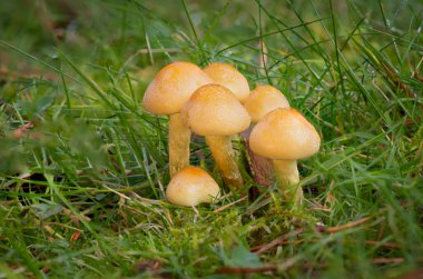 Çimenlerdeki bir grup mantarın yakın çekimi. Altı sülfür tomurcuğunun üzerinde sabah çiği damlaları var ve çevrelerinde yazı için yer var.