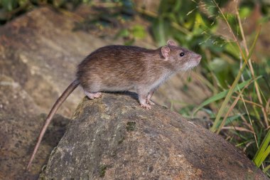 Bir kayanın üzerinden fırlayan sıradan bir kahverengi farenin tam profilli portresi. Konunun etrafında metin kopyalamak için boşluk var