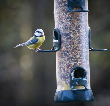 a blue tit, Cyanistes caeruleus, is captured as it is perched on a bird feeder. The natural darker blurred background has space for text copy