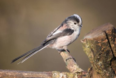 a close up portrait of a long tailed tit, Aegithalos caudatus, as it perches on an old tree stump. A clear background adds an emphasis on the bird