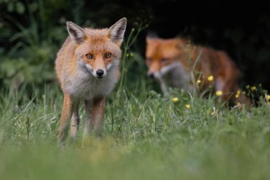 Düşük açıyla çekilmiş kırmızı tilki portresi. Bir hayvanın dikkatlice kameraya doğru geldiğini gösteriyor. Arka planda bir saniye odak dışı tilki