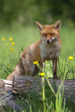 Uyanık kızıl tilki Vulpes 'ın yakın plan portresi. Bir tarlada eski bir ağaç gövdesinin üzerinde duruyor ve etrafı tamamen sarı düğün çiçekleri ile çevrili.