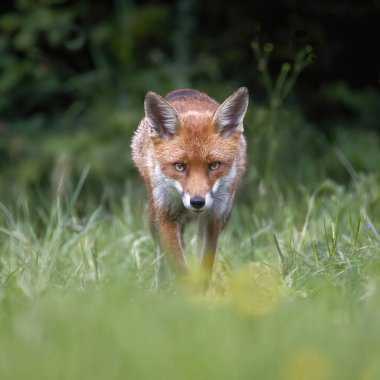 Alçaktan çekilen, kızıl tilkinin yakın planıdır. Yürüyor ve doğrudan kameraya bakıyor. Metin kopyası için yer var
