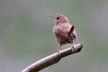 Troglodit trogloditlerinin tipik bir yakın çekimi, kuyruğu bir dala tünediği için diktir. Düz arkaplanda kopyalamak için yer var
