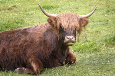 Çimlerin üzerinde kameraya bakan kahverengi bir ineğin yarım boy portresi. Kabarık paltosunda detay vardı.