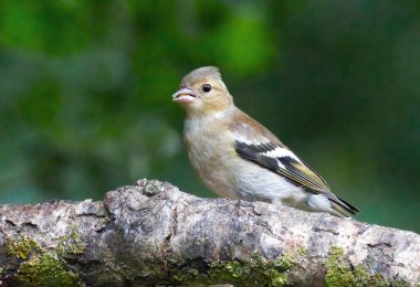 Dişi bir papatya sineği, Fringilla coelebs, bir dalın üzerine tünemiştir. Sade bir doğal arkaplanda metin için boşluk vardır