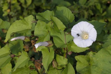 Beyaz bir yosun çiçeğini bir böcekle kapat. Çiçek açma aşamasında iki tomurcuk vardır ve arka plan da doğal yapraklardır.