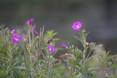 Büyük Willowherb, Epilobium hirsutum, doğal bir arka plan karşısında çiçekler. Metin kopyası için resimde ve boşlukta birkaç çiçek var