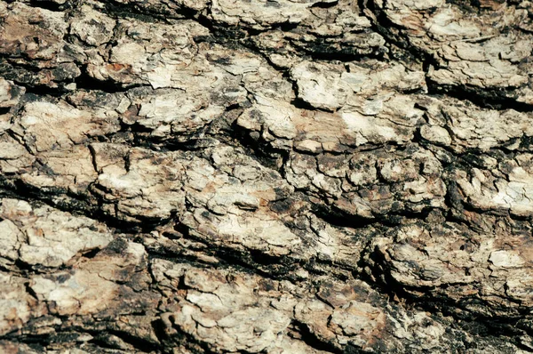 Nahaufnahme Textur Der Baumrinde Muster Des Natürlichen Baumhintergrunds Raue Oberfläche — Stockfoto