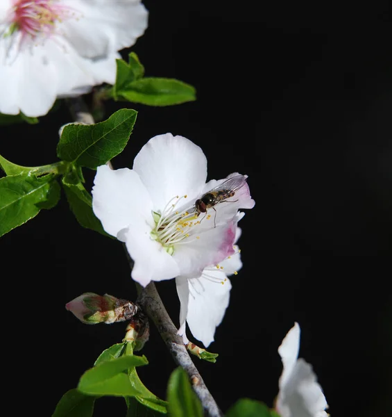 Biene Sammelt Pollen Einer Weißen Mandelblüte Mit Grünen Staubgefäßen Auf — Stockfoto