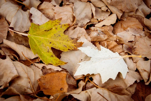 一个美丽的枫树叶子在地面上的特写 秋天落叶的草甸在阳光下 秋季自然背景 有复制空间 — 图库照片