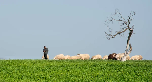 2022年2月19日 塞浦路斯尼科西亚 放羊放羊的牧人在户外草原放羊 — 图库照片