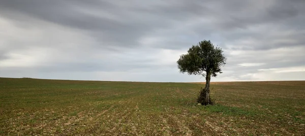 Einsamer Olivenbaum Auf Dem Feld Wolkentag Bewegte Wolken Lange Belichtung — Stockfoto