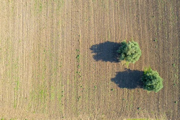 耕された耕作された農業分野のオリーブの木 栽培の準備ができている土地 パフォスキプロス — ストック写真
