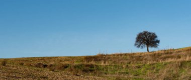 Lonely almond tree in the field against clear blue sky. Panoramic nature landscape, Copy Space for text