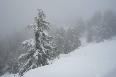 Lonely snow covered pine tree in the mountain in winter. Mist at the forest wintertime. Troodos mountains Cyprus