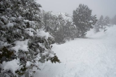 Forest landscape fir tree covered in snow in winter. Extreme weather snowstorm. Troodos mountains cyprus