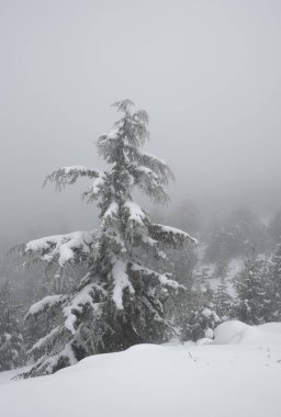 Lonely snow covered pine tree in the mountain in winter. Mist at the forest wintertime. Troodos mountains Cyprus