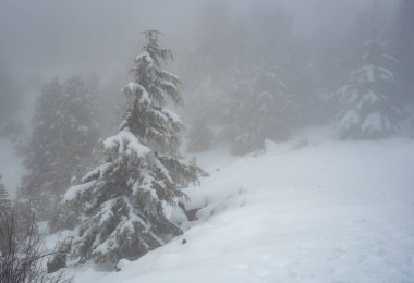 Lonely snow covered pine tree in the mountain in winter. Mist at the forest wintertime. Troodos mountains Cyprus