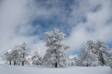 Winter landscape in snowy mountain frozen snow covered fir trees against blue cloudy sky. Troodos forest mountains Cyprus