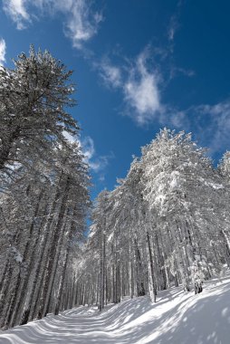 Coniferous forest trees icy covered in snow on a snowy mountain after snowstorm against clear blue sky. Troodos mountains cyprus