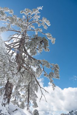 Coniferous forest trees icy covered in snow on a snowy mountain after snowstorm against clear blue sky. Troodos mountains cyprus