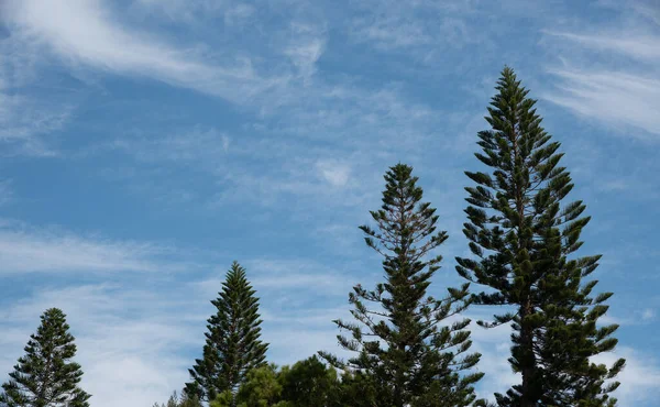 Pine tall trees treetops against blue cloudy sky. Nature landscape . Copy-space