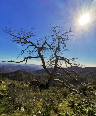 Lonely dry tree on the mountain against blue clear sky. Sun bright rays shining.