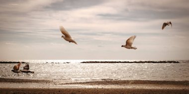 Seagull birds in flight above water at sunset. Peace and hope