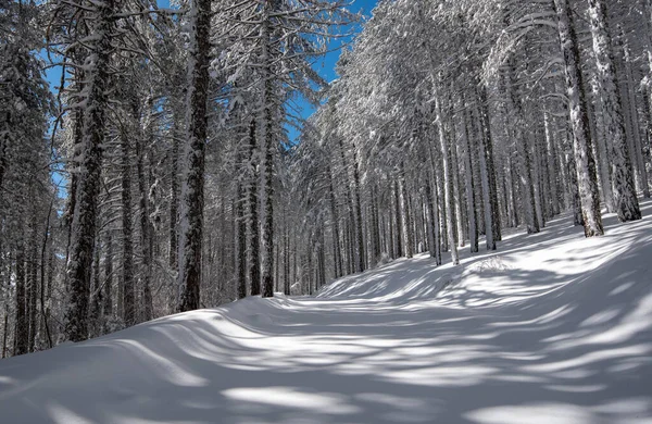 Winter Landscape Snowy Mountain Frozen Snow Covered Fir Trees Blue — Fotografia de Stock