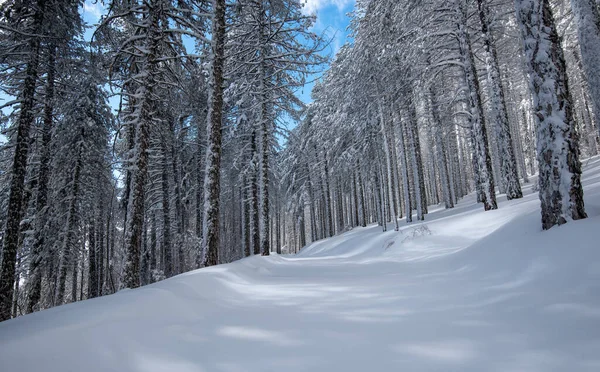 Zimní Krajina Zasněžené Hoře Zamrzlé Sněhu Pokryl Jedle Proti Modrému — Stock fotografie