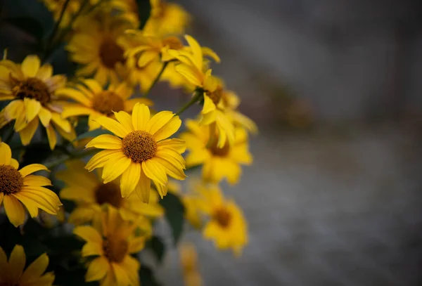 Sárga Friss Virágzó Gyönyörű Százszorszép Sárga Kerti Virágok — Stock Fotó