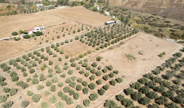 Drone aerial of agriculture farmland field with olive trees. Cyprus Europe.