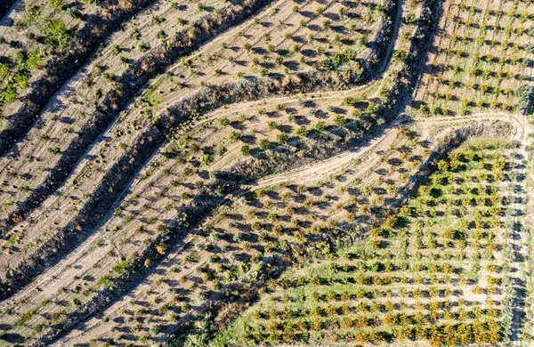 Antena Drona Pola Uprawnego Drzewami Oliwnymi Cypr Europa — Zdjęcie stockowe