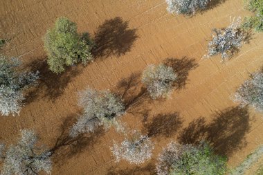 Badem ağaçlarının bahar mevsiminde beyaz çiçeklerle kaplı drone manzarası. Üst manzara, İHA manzara manzarası.