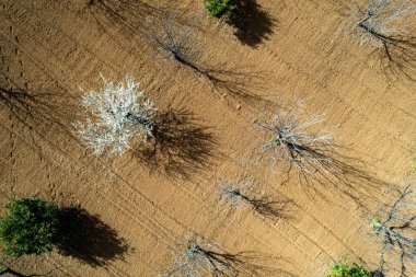 Badem ağaçlarının bahar mevsiminde beyaz çiçeklerle kaplı drone manzarası. Üst manzara, İHA manzara manzarası.