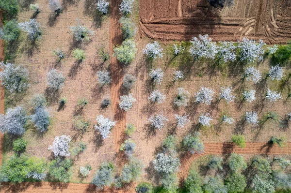 Dron Dekoracje Drzew Migdałowych Wiosnę Pokryte Białymi Kwiatami Widok Góry — Zdjęcie stockowe
