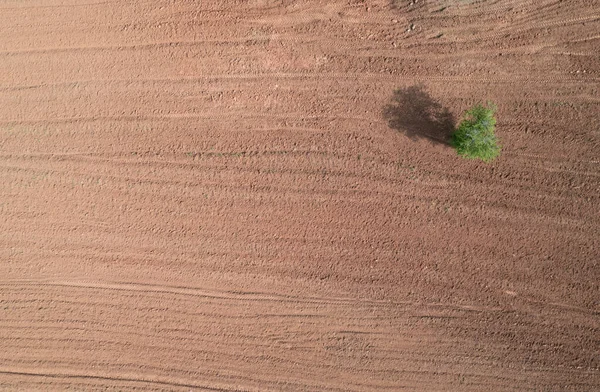 Drone Scenery Lonely Pine Tree Plowed Agriculture Farmland Field — Stock Photo, Image
