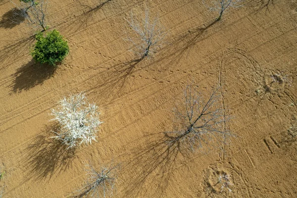 Drone Landschap Van Amandelbomen Het Voorjaar Bedekt Met Witte Bloemen — Stockfoto