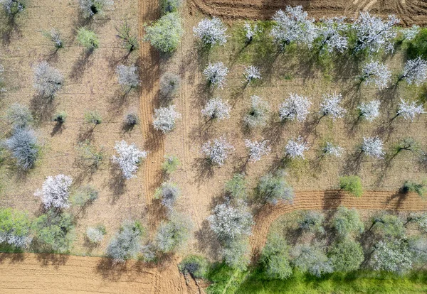 Tavasszal Mandulafák Drón Díszlete Fehér Virágokkal Borítva Felülnézet Dróntáj Panoráma — Stock Fotó