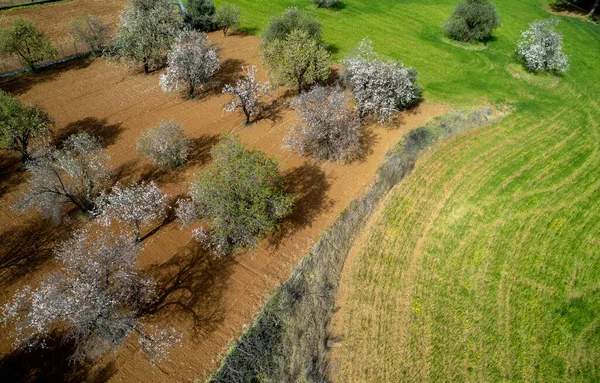 農地の中にアーモンドの開花とオリーブの木の無人航空機 自然の中で春屋外 — ストック写真