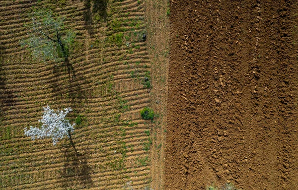 Drohne Von Blühenden Mandeln Und Olivenbäumen Auf Dem Feld Frühling — Stockfoto