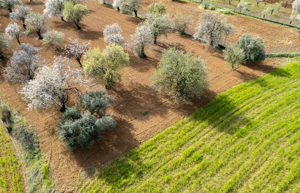 Drone Antenne Mandel Blomstrende Oliventræer Landbrugsjord Feltet Forår Naturen Udendørs - Stock-foto