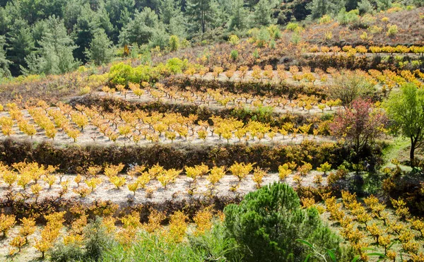 Dry Vineyards Autumn Season Paphos Cyprus — Stock Photo, Image