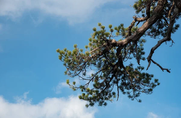 森の中の曇り空に対して孤独な森の松の木 テキストのコピースペース — ストック写真