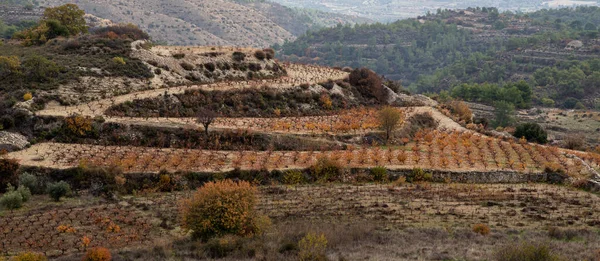 Trockene Weinberge Herbst Paphos Zypern — Stockfoto